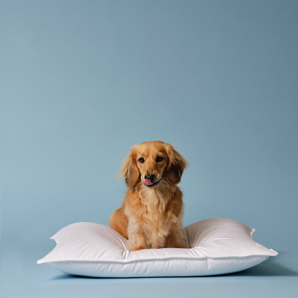 Down Pillow